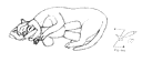 Sleepingkitten-tn.gif (1063 bytes)